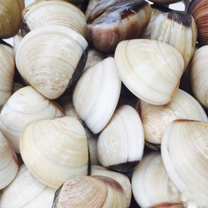 Ngao biển - bách khay 500gr, 1kg