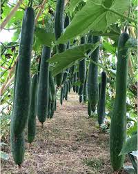 Bí xanh – Hiền Nhuần (1kg/ 2kg)