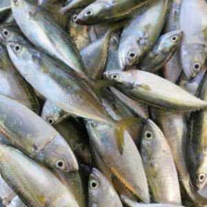 Cá bạc má tươi – Hiền Nhuần (300g | 500g | 1kg)