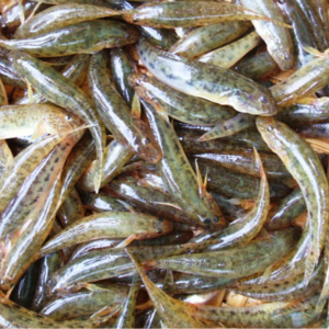 Cá bống sông – Hiền Nhuần (1kg)