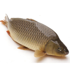 Cá chép tươi – Hiền Nhuần (theo kg)