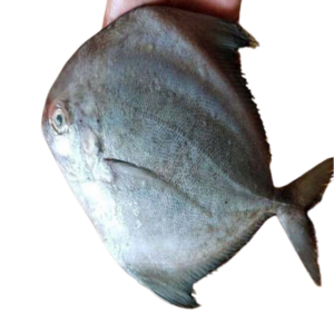 Cá chim trà biển – Hiền Nhuần (500g | 1kg)