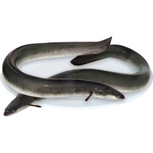 Cá chình tươi – Hiền Nhuần (1kg)