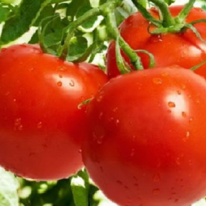 Cà chua – Hiền Nhuần (500g | 1kg)