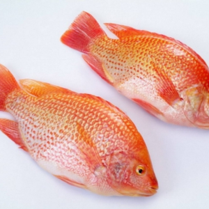 Cá diêu hồng sống – Hiền Nhuần (theo kg)