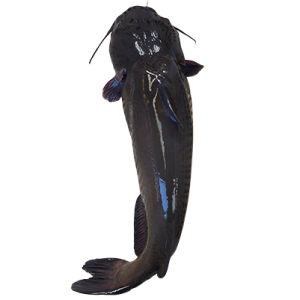 Cá lăng sông – Hiền Nhuần (1kg)