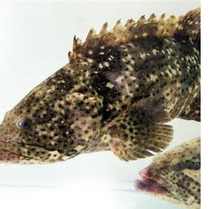 Cá mú biển – Hiền Nhuần (1kg)