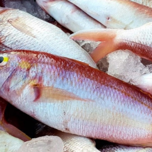 Cá nanh hồng – Hiền Nhuần (300g | 500g | 1kg)