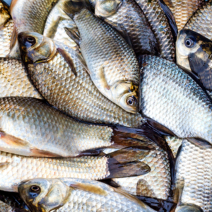 Cá riếc đồng – Hiền Nhuần (theo kg)