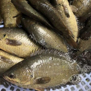 Cá rô đồng – Hiền Nhuần (theo kg)