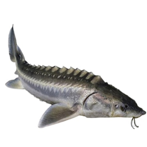 Cá tầm phi lê – Hiền Nhuần (1kg)