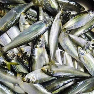 Cá trích tươi – Hiền Nhuần (300g | 500g | 1kg)