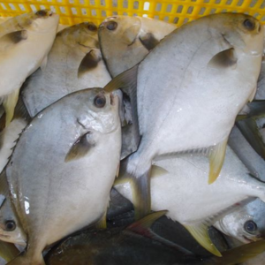 Cá vàng anh – Hiền Nhuần (300g | 500g | 1kg)