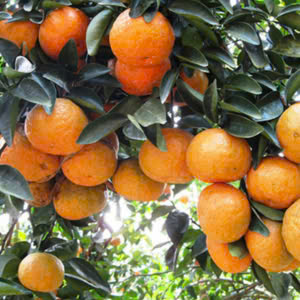 Cam sành Hà Giang – Hiền Nhuần (1kg)