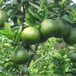 Cam sành miền Nam (1kg | 2kg | 5kg)