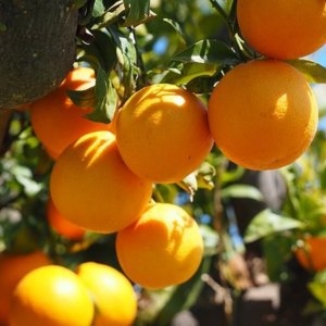 Cam vàng Lam Sơn – Hiền Nhuần (1kg | 2kg | 5kg)