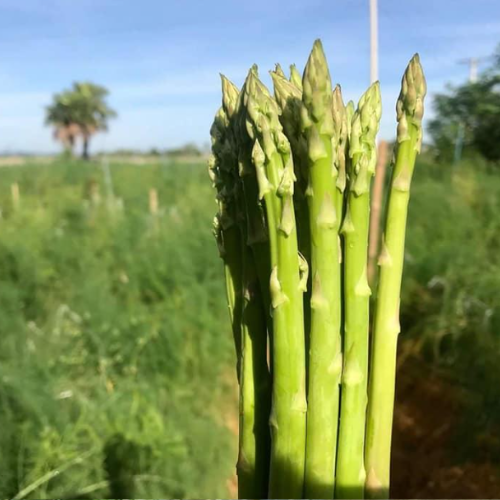 Câu chuyện sản phẩm măng tây xanh Hiền Nhuần