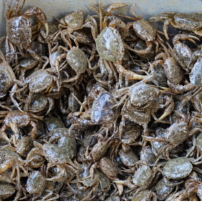 Cua đồng sạch – Hiền Nhuần (300g | 500g | 1kg)