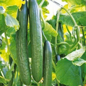 Dưa chuột baby Lam Sơn – Hiền Nhuần (1kg | 2kg)