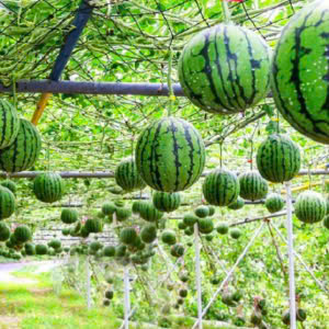 Dưa hấu sọc (1kg)