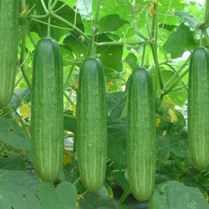 Dưa leo – Hiền Nhuần (500g/1kg/2kg)