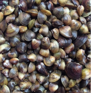 Hến đồng nguyên vỏ – Hiền Nhuần (300g | 500g | 1kg)