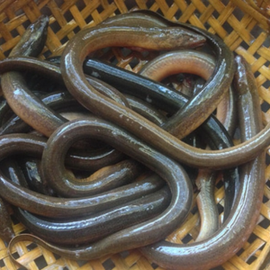 Lươn đồng tươi – Hiền Nhuần (300g | 500g | 1kg)