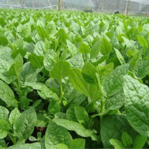 Mồng tơi – Hiền Nhuần (300g/ 500g/1kg)