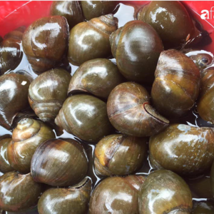 Ốc nhồi tươi – Hiền Nhuần (500g | 1kg)