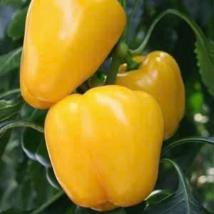 Ớt chuông vàng (500g | 1kg)