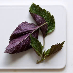 Tía tô – Hiền Nhuần (100g | 200g | 500g)