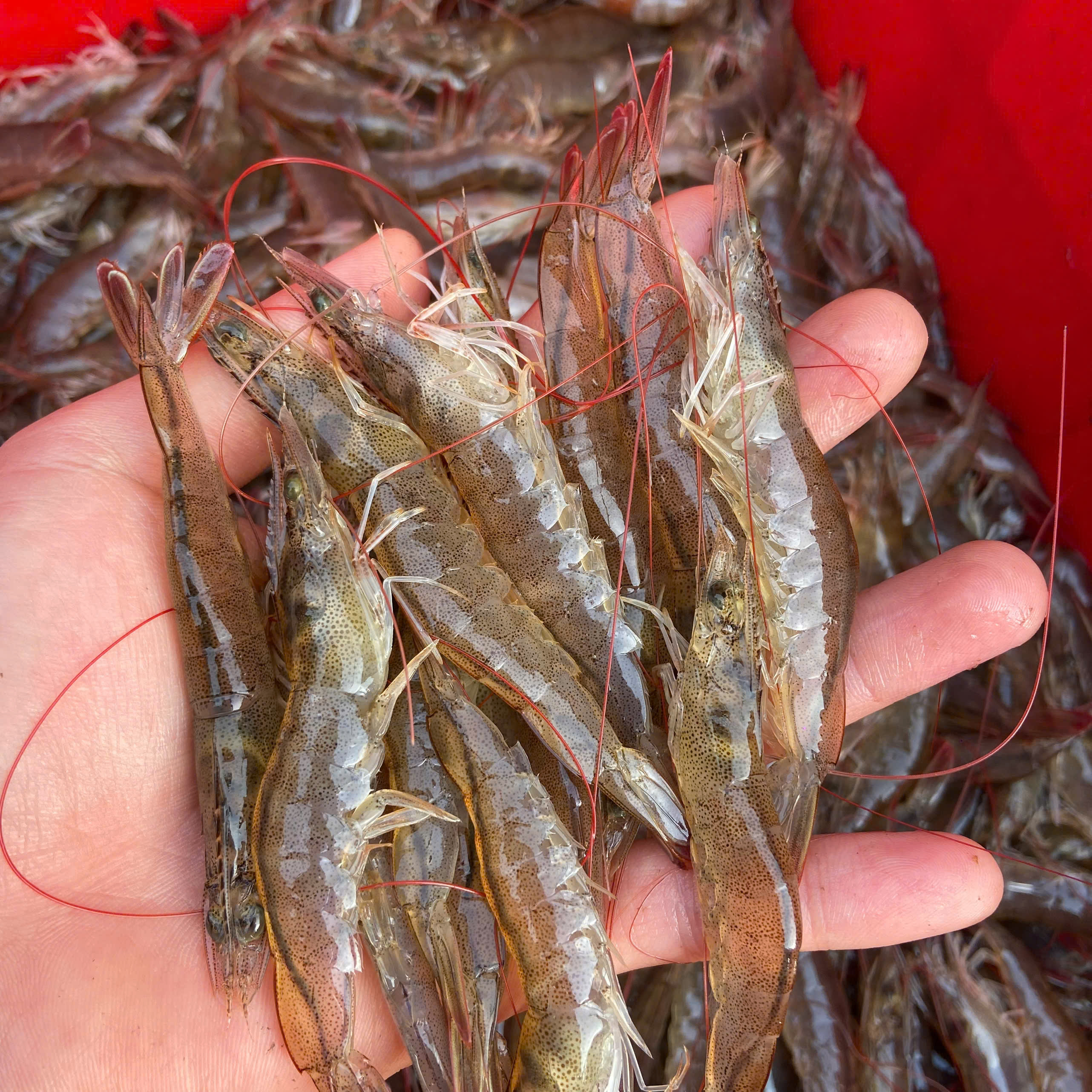 Tôm lớt 120–150 con/kg – Hiền Nhuần (300g | 500g | 1kg)