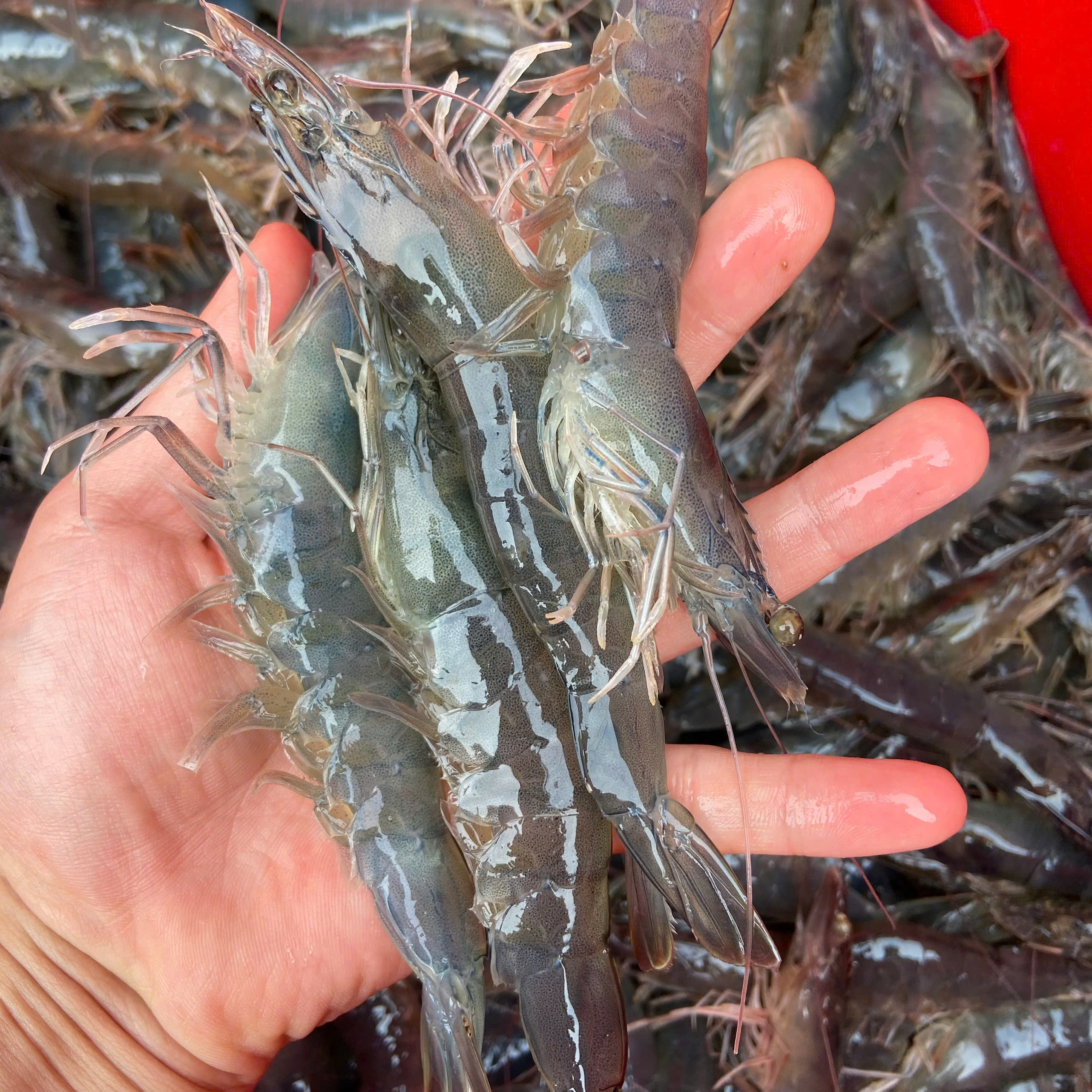 Tôm lớt 20–30 con/kg – Hiền Nhuần (300g | 500g | 1kg)