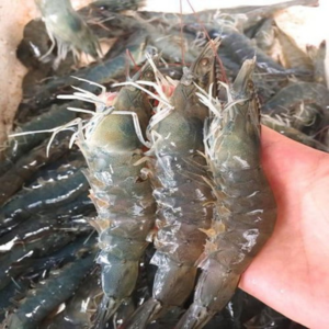 Tôm lớt 40–50 con/kg – Hiền Nhuần (300g | 500g | 1kg)