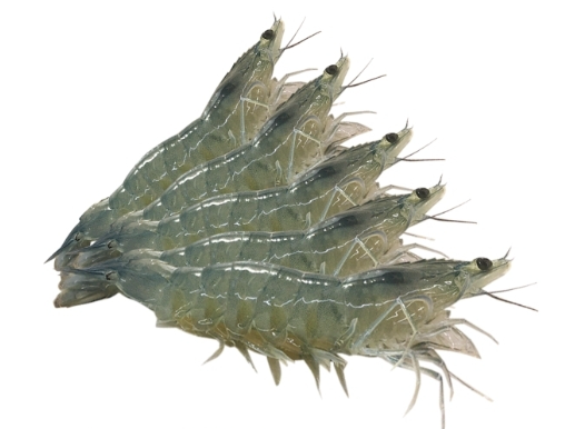 Tôm lớt 60–80 con/kg – Hiền Nhuần (300g | 500g | 1kg)