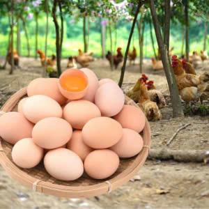 Trứng gà ta tươi – Hiền Nhuần (Hộp 10 quả)